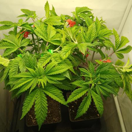 Sticky Broccoli Eternity GrowCup2026