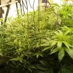 Tropicana Cookies Fresh Run