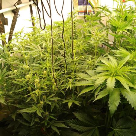Tropicana Cookies Fresh Run