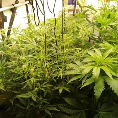 Tropicana Cookies Fresh Run
