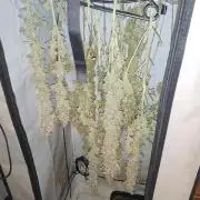 Sticky Broccoli Eternity GrowCup2026