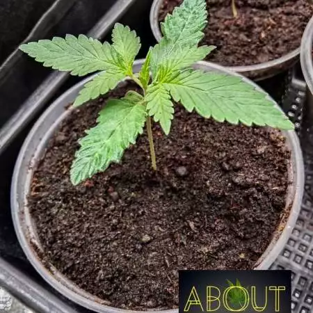 Aboutweeds Plants