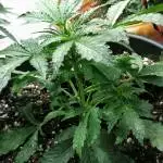 Second grow: Diesel automatic
