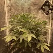 Auto | 10th