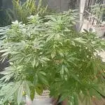 MOBY DICK-BARNEYS FARM