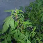 MOBY DICK-BARNEYS FARM
