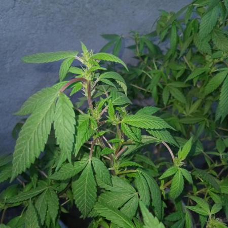 MOBY DICK-BARNEYS FARM