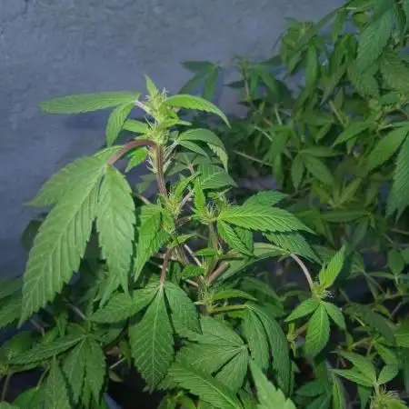 MOBY DICK-BARNEYS FARM