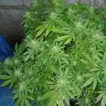 MOBY DICK-BARNEYS FARM