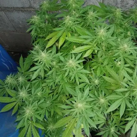 MOBY DICK-BARNEYS FARM