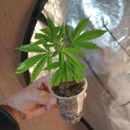 MOBY DICK - ESQUEJES- DWC