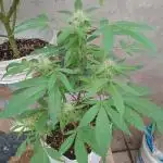 MOBY DICK - ESQUEJES- DWC