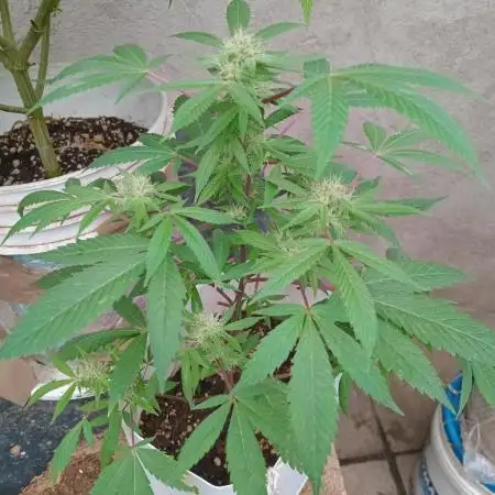 MOBY DICK - ESQUEJES- DWC
