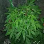 MOBY DICK - ESQUEJES- DWC