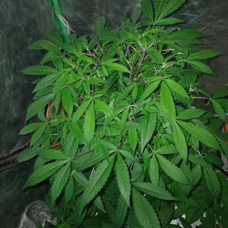 MOBY DICK - ESQUEJES- DWC