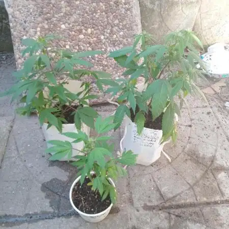 MOBY DICK - ESQUEJES- DWC