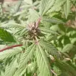 MOBY DICK-BARNEYS FARM