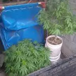 MOBY DICK-BARNEYS FARM