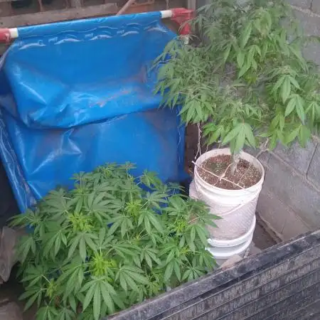 MOBY DICK-BARNEYS FARM