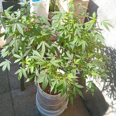 MOBY DICK-BARNEYS FARM