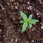 Cheese xxl auto