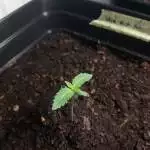Blue Kush auto