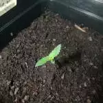 Gorila glue auto