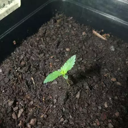 Gorila glue auto