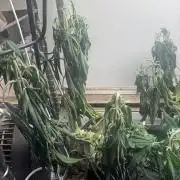 CBD & Ethos Run Under Mars Hydro LED