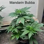 CBD & Ethos Run Under Mars Hydro LED