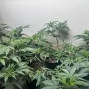 CBD & Ethos Run Under Mars Hydro LED