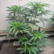 CBD & Ethos Run Under Mars Hydro LED