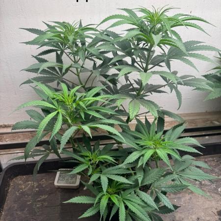 CBD & Ethos Run Under Mars Hydro LED