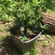 Fruit Slap - Re-Veg