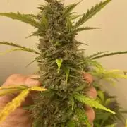 Blood Temple Kush x Sour Gas Autoflower