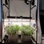 First Grow