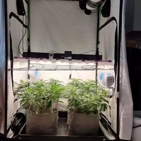 First Grow