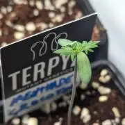 Menza de Croco Fem - TerpyZ