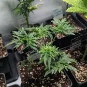 Menza de Croco Fem - TerpyZ