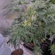 Mentha de Croco Fem - TerpyZ