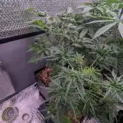 Menza de Croco Fem - TerpyZ