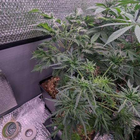 Menza de Croco Fem - TerpyZ