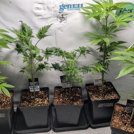 Menza de Croco Fem - TerpyZ