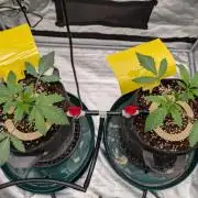 Mandarin Cookies R3