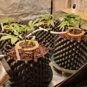 Amnesia Lemon freebie