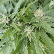 3 outdoors, mutant auto included!