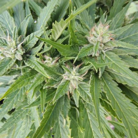 3 outdoors, mutant auto included!