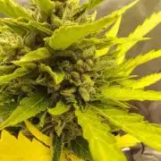 Out to indoor autoflower mutant!