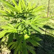 3 outdoors, mutant auto included!