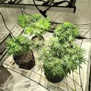 4 plant indoor